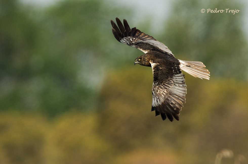 Aguilucho lagunero (Circus aeruginosus)